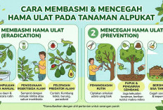 5 Cara Ampuh Basmi Hama Ulat pada Tanaman Alpukat Secara Alami dan Tuntas