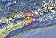 Gempa Magnitudo 4,0 Pagi Ini Guncang Maluku Barat Daya, Tak Berpotensi Tsunami