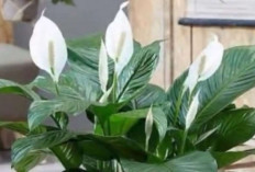Bukan Sekadar Pajangan, 5 Tanaman Indoor Ini Bikin Rumah Lebih Nyaman