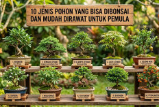 Tidak Sesulit yang Dikira: 10 Jenis Pohon Terbaik dan Paling Tangguh untuk Pemula yang Ingin Mulai Hobi Bonsai