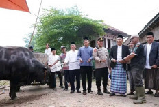 Bobotnya Tembus 1,2 Ton! Pj Sekda OI Serahkan Sapi Kurban Raksasa Bantuan Presiden Prabowo di Tanjung Raja