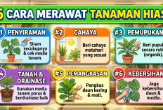 6 Tanaman Hias Estetik Ini Cocok Buat Kamu yang Sibuk, Rumah Auto Lebih Hidup
