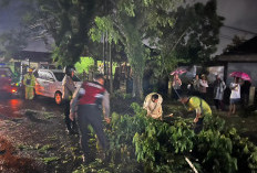 Polisi dan Petugas Damkar Berjibaku Evakuasi Pohon Tumbang di Lubuklinggau 