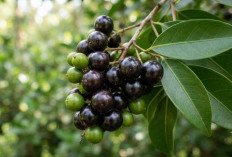 Bukan Cuma Bumbu Dapur, Ini Khasiat 'Ajaib' Buah Salam yang Jarang Diketahui Orang
