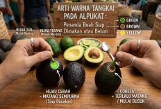 Jangan Asal Tekan Kulit Lagi: Ini 3 Arti Warna Tangkai Alpukat untuk Mengetahui Tingkat Kematangan Sempurna 