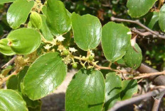 Mitos atau Fakta? Ini 5 Tanaman yang Dipercaya Melindungi dari Gangguan Gaib