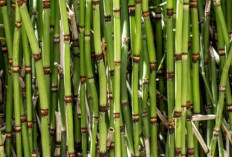 Jangan Remehkan Tebu! Tanaman Manis Ini Menyimpan Manfaat Besar bagi Tubuh dan Lingkungan