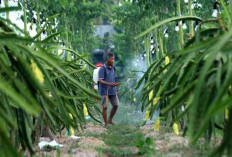 Dari Banyuwangi ke Pasar Nasional, Petani Buah Naga Naik Kelas lewat Program Klasterku Hidupku BRI