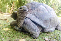 Bikin Takjub! 5 Hewan Ini Bisa Puasa Berhari-hari hingga Berbulan-bulan Tanpa Makan