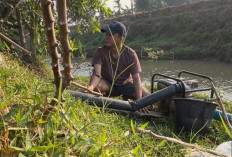 Derita Petani OKU Timur Saat Kemarau: Antara Pilih Gagal Panen atau Biaya BBM yang Melambung