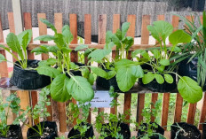 10 Tanaman Toga Ini Cocok Untuk di Rumah Solusi Sehat dan Alami untuk Keluarga