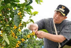 Kopi Pagar Alam Tembus Barcelona dan 20 Besar KKSI 2026, Raden Kuning Siap Mendunia