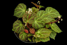 Mau Tanaman Hias Cantik Tapi Anti Ribet? Begonia Solusinya!