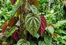 Keajaiban Daun Sirih Merah: Tanaman Herbal Asli Indonesia yang Ampuh Atasi Diabetes hingga Kolesterol