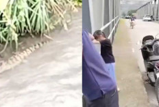 Geger di Tepian Sungai Lematang! Buaya 3 Meter Muncul Dekat Jembatan Lematang II