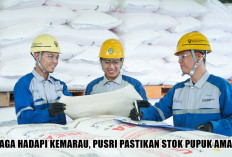 Gak Perlu Khawatir Kemarau! PT Pusri Palembang Amankan Stok Pupuk Bersubsidi Tembus 141 Ribu Ton