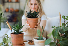 4 Tanaman Hias Pembawa Keberuntungan, Nomor 1 Sumber Keuangan