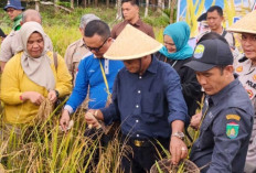 Strategi H Arlan Dongkrak Pendapatan Petani Melalui Budidaya Padi Gogo di Karya Mulya