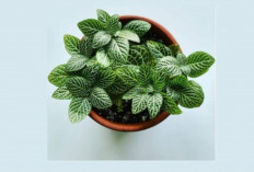 8 Tanaman Hias di Meja Kerja yang Bikin Kantor Adem, Nomor 3 Gak Pernah Mati!