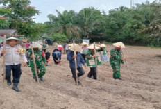 Dukung Ketahanan Pangan Nasional, Danramil Bayung Lencir Tanam Jagung Serentak Kuartal Pertama