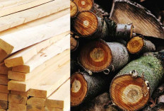 Sering Diremehkan, Kayu Sungkai Ternyata Punya Keunggulan Mengejutkan, Apa Saja?