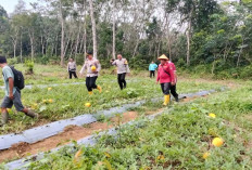 Sulap Lahan Sawit Jadi Kebun Melon, Desa Kemang Tanduk Sukses Panen Raya