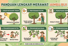 Tips Jitu Agar Jambu Biji Berbuah Lebat: Kupas Tuntas Panduan Perawatan dari Tanam hingga Panen di Pekarangan