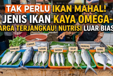 Tak Perlu Ikan Mahal! Ini 7 Jenis Ikan Kaya Omega-3 dengan Harga Terjangkau tapi Punya Nutrisi Luar Biasa