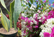 Daftar 10 Tanaman Hias Outdoor Terbaik yang Kuat Sinar Matahari, Ada Favorit Kamu?