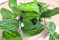 Punya Meja Kosong? Monstera Peru Bisa Jadi Dekorasi Hits dan Segar Sekaligus!