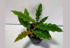 Pecinta Tanaman Wajib Punya! Philodendron Crocodile Bisa Hidup Tanpa Ribet