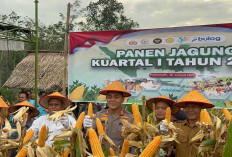 Panen Jagung Hibrida Di RT, Kapolres Prabumulih Harapkan Ini