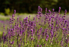 Nyamuk Auto Kabur! 5 Tanaman Alami Ini Bisa Ditanam di Rumah