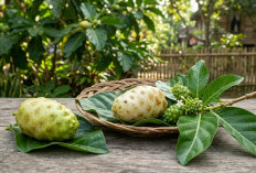 Di Balik Aroma Khasnya Tersimpan Segudang Khasiat: Kenali 7 Manfaat Luar Biasa Buah Mengkudu untuk Kesehatan