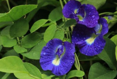 Sering Jadi Pewarna Minuman, Bunga Telang Ternyata Kaya Manfaat Kesehatan