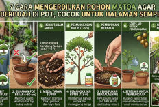 7 Cara Mengerdilkan Pohon Matoa agar Berbuah di Pot, Cocok untuk Halaman Sempit