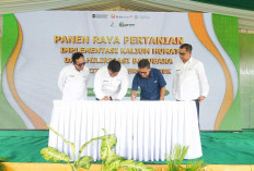 Panen Melimpah! Berkat Inovasi Batubara PTBA, Hasil Padi di Muara Enim Naik Hingga 1 Ton per Hektar