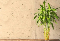 Ingin Rumah Lebih Sejuk dan Beruntung? Tanam Lucky Bamboo Sekarang, Begini Caranya!