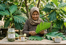 Ini Khasiat Luar Biasa Rebusan Daun Sukun untuk Turunkan Tekanan Darah dan Atasi Diabetes