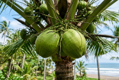 Wajib Tahu! Ini 8 Khasiat Luar Biasa Buah Kelapa yang Layak Disebut Sebagai Superfood Alami
