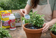 Jangan Asal Pilih! Ini 4 Rekomendasi Pupuk Tanaman Hias Terbaik agar Daun Hijau dan Akar Kuat