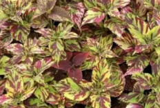 Tanaman Hias Cantik Ini Bisa Bikin Tubuh Lebih Sehat, Kamu Wajib Tahu!