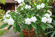 Sering Diraung-raung di Pekarangan, Tanaman Hias Ini Ternyata Simpan Sejuta Khasiat Obat Tradisional