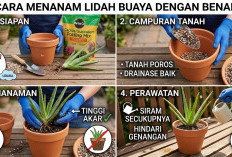Jangan Asal Siram! Kenali Media Tanam dan Teknik Perawatan Tepat agar Lidah Buaya Subur dan Berbunga