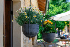 7 Tanaman Hias Gantung yang Cocok untuk Teras Kecil Rumah