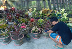 4 Pilihan Tanaman Hias Sesuai Kepribadian ASN, Kamu Pilih Mana?