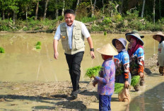 Siasat Cerdas Lawan Kemarau! Herman Deru Sulap Lahan Rawa Lebak OKI Jadi Lumbung Padi Raksasa
