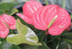 Bukan Sekadar Hiasan, Anthurium Bisa Menyebarkan Kasih Sayang di Rumah!