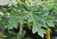 Puasa Lebih Sehat! Ini Alasan Daun Pepaya Layak Dikonsumsi Saat Ramadan