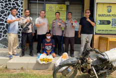 Curi 700 Kg Jeruk, Petani di Ogan Ilir Ini Nekat Jual Hasil Curian Demi Judol